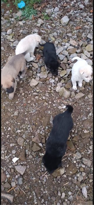 Catei de donat din malinois