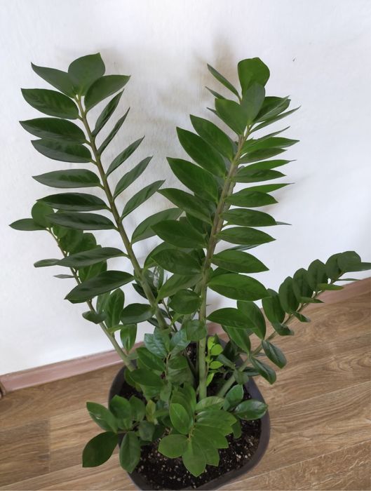 Долларовое дерево- Замиокулькас комнатное растение