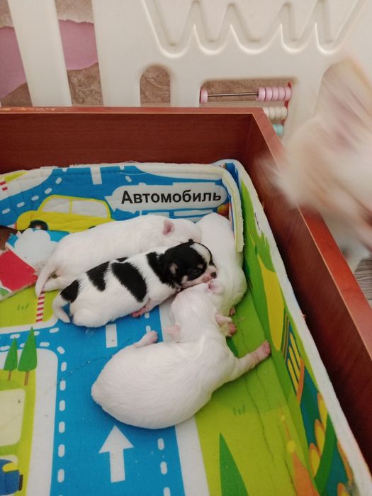 Продам щенков Чихуахуа.