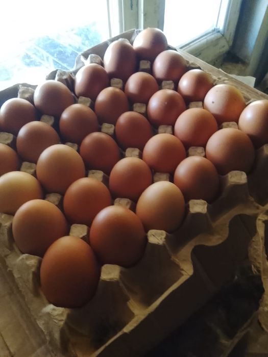 Продам кур несушек