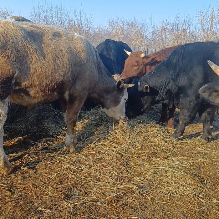 Быки   с откорма