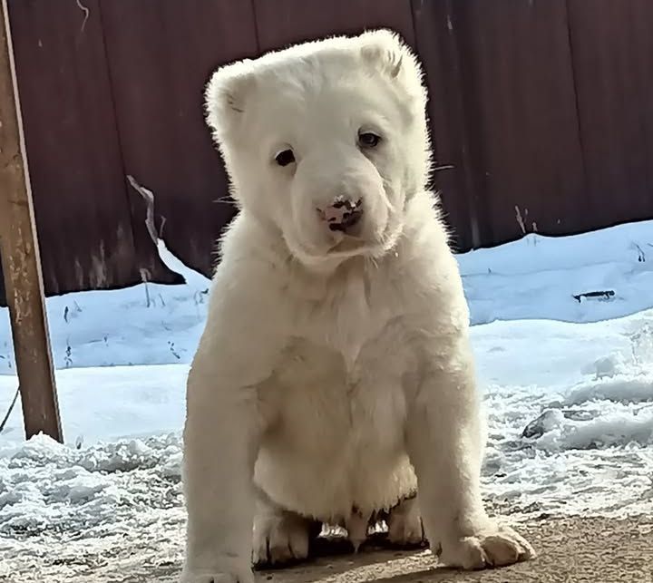 Щенки САО Алабай