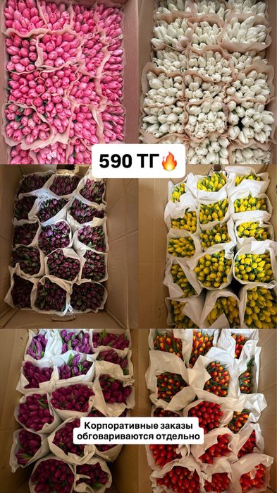 Тюльпаны! Презаказ! 8 Марта!