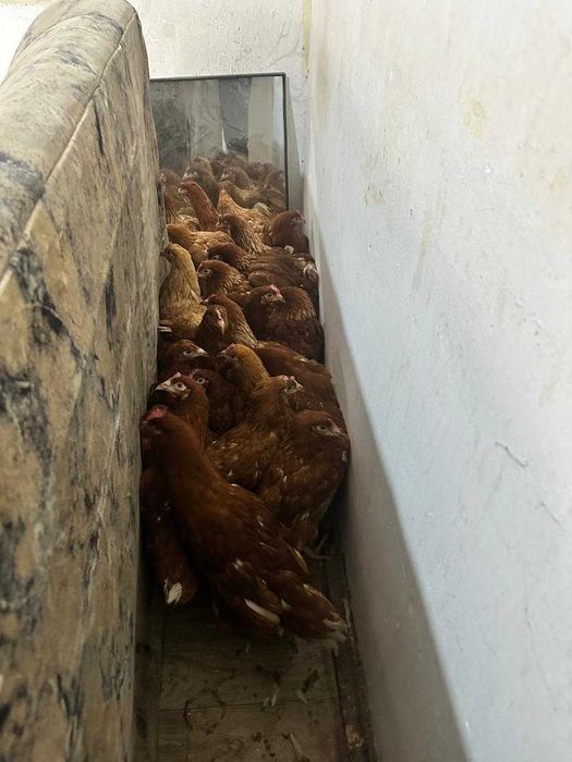 Тауык сатылады (жас)