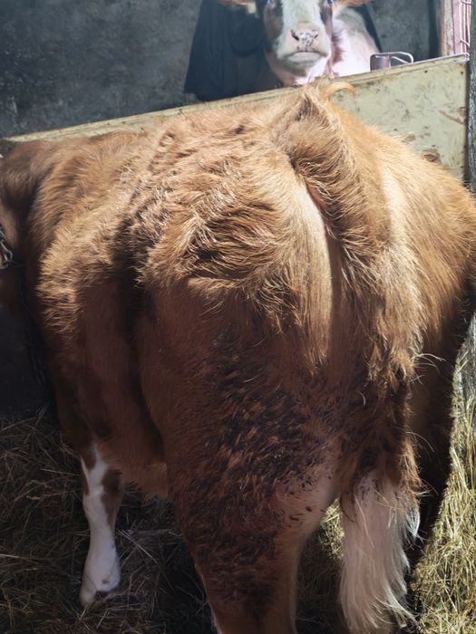 Tauras Din Monta De Carne