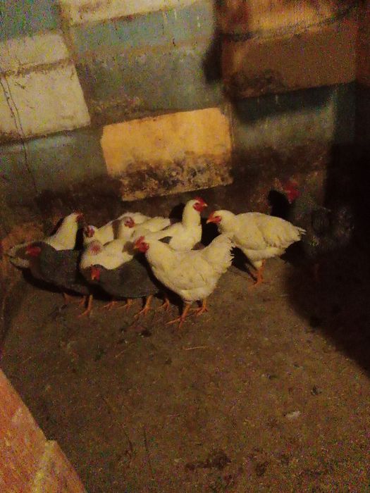 Vand cocosi playmout