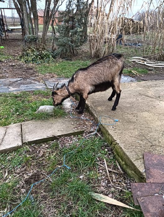 Vând iadă gestantă