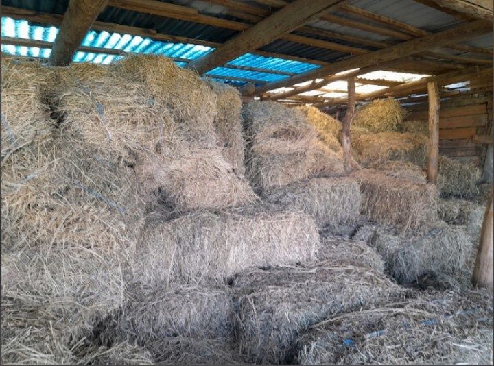 Baloți lucernă, păstrați la adăpost,ideal pentru animale