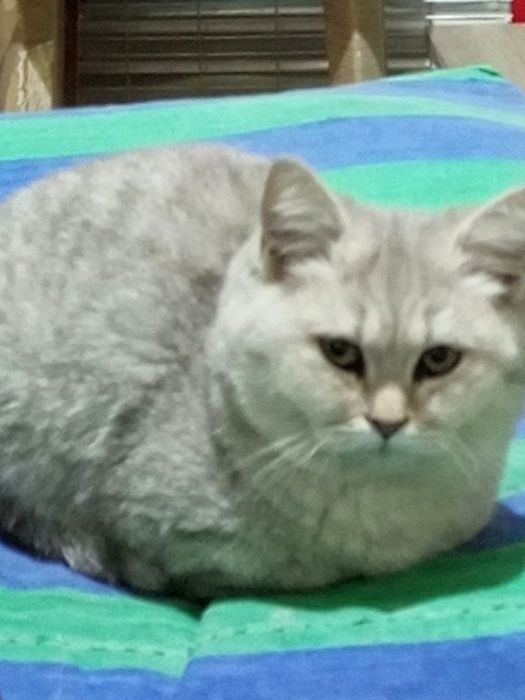 Майса мушук 6 ойли