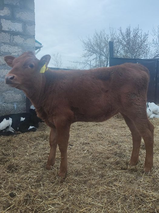 Продам  тёлочку 2, 5