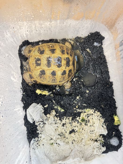 Продам сухопутная черепаху