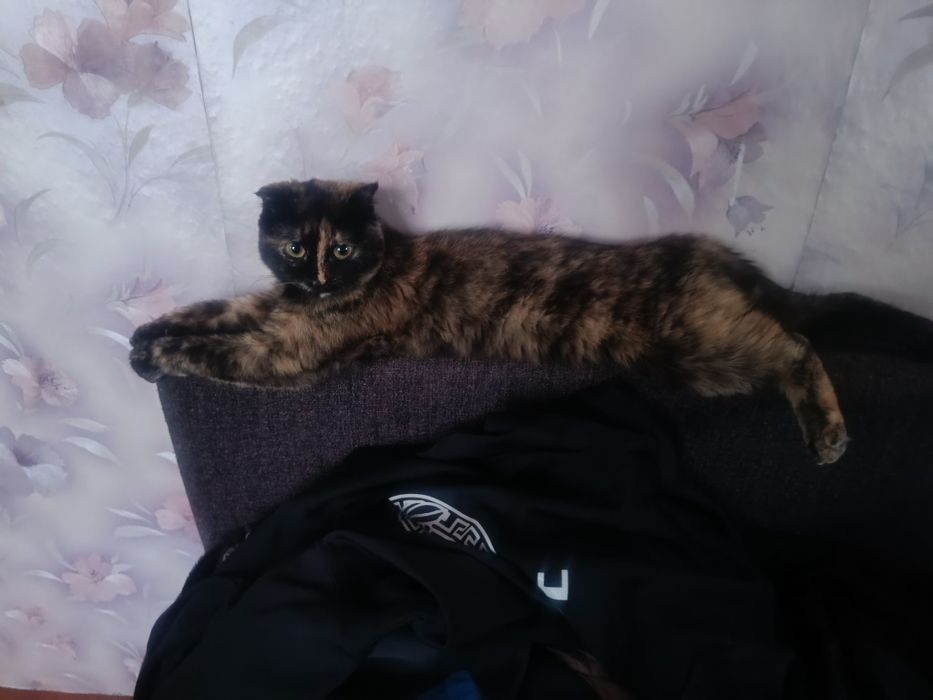 Отдам в хорошие руки