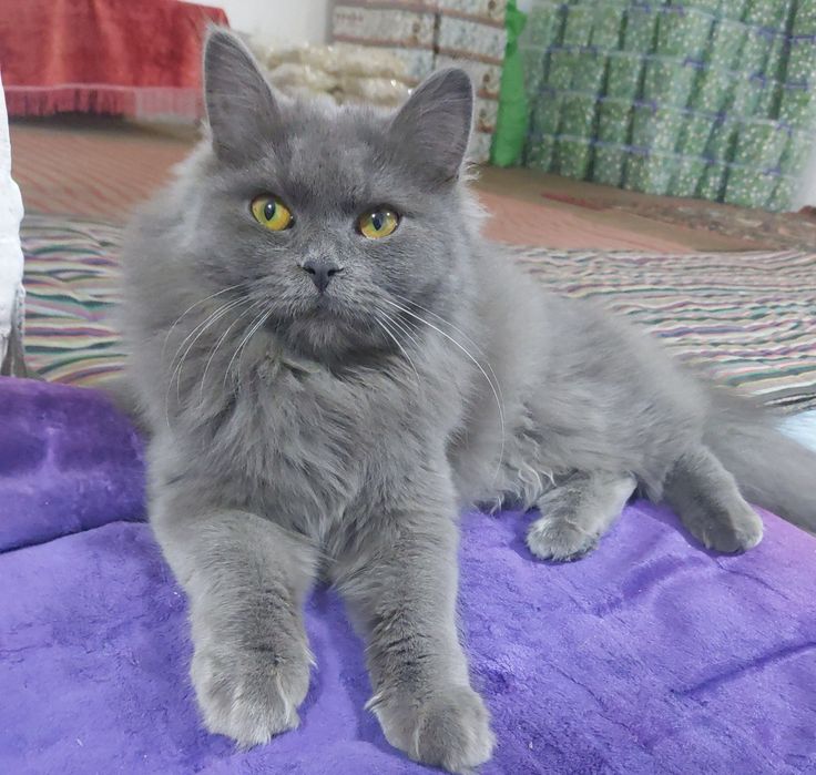 кошка в месте с детёнышами бесплатно mushuklar tekinga bervoriladi ona