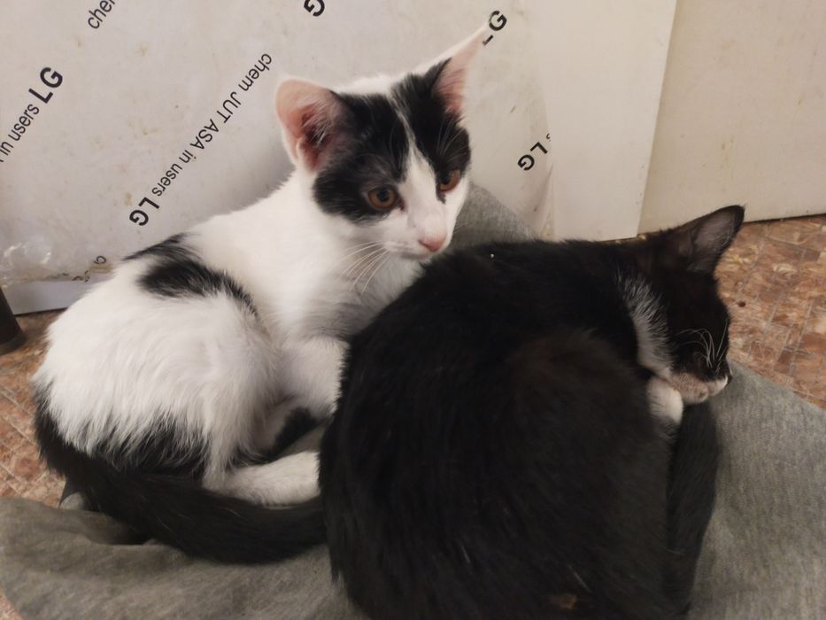 Отдам котят в добрые руки