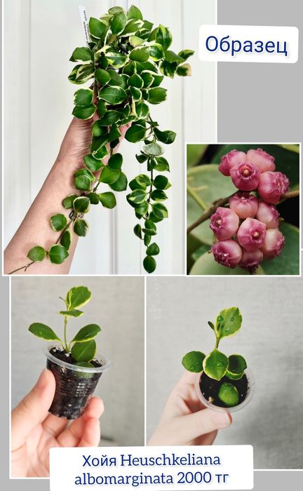 Декабрист эпипремнум комнатные цветы