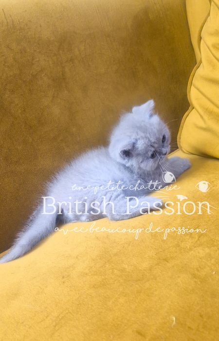British Shorthair Lilac - femela cu Pedigree!