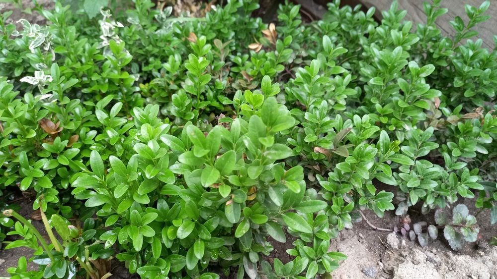 Молодые отростки  самшит с корням.и