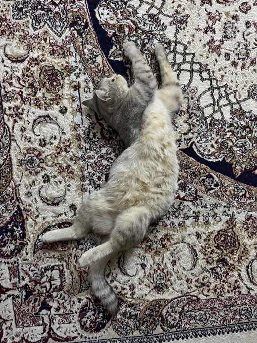 Шотландская кошка