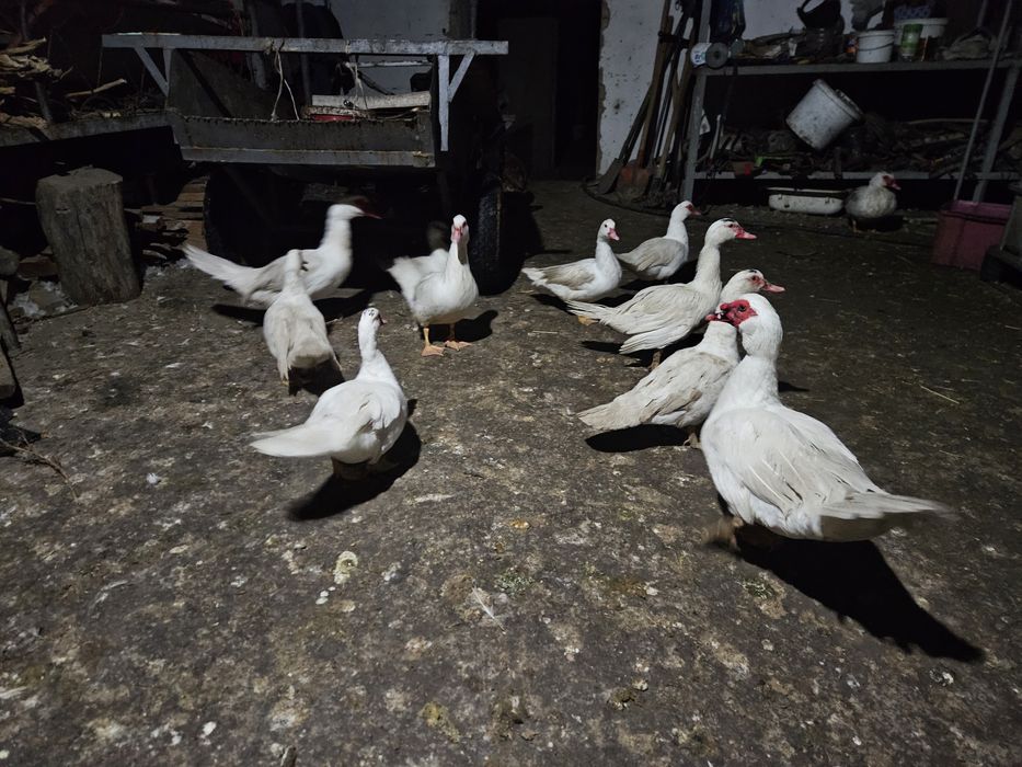 Индоутки белые самки самцы продоются