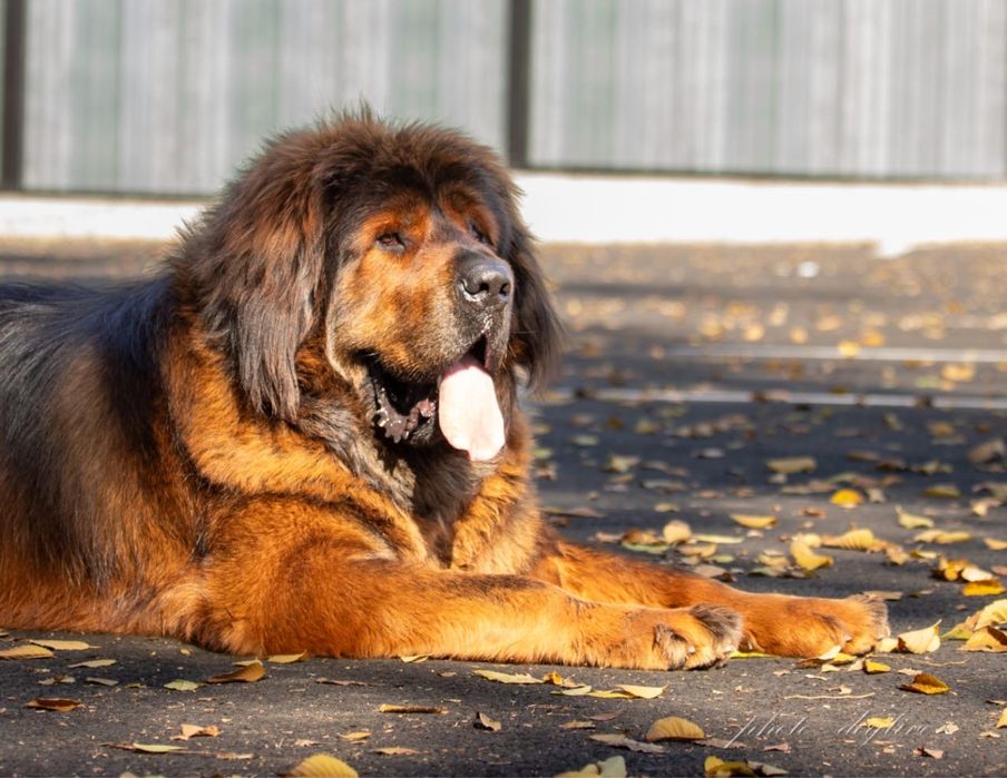 вязка тибесткий мастиф кобель