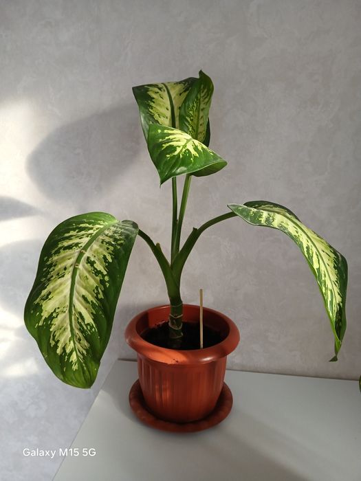 Продам горшечные цветы