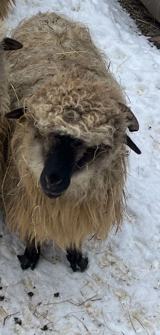 Doua oi tinere de vanzare