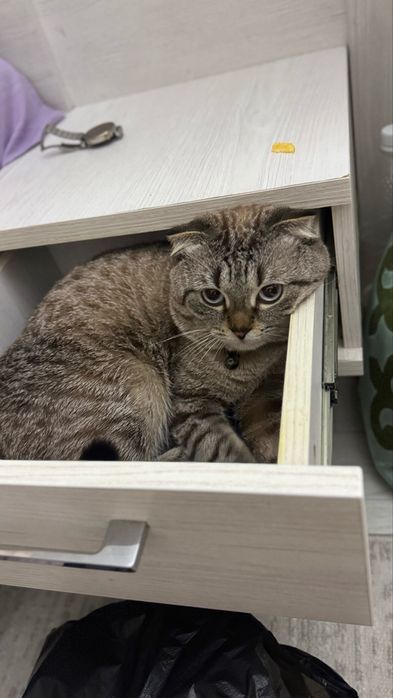 Вязка кот бесплатно