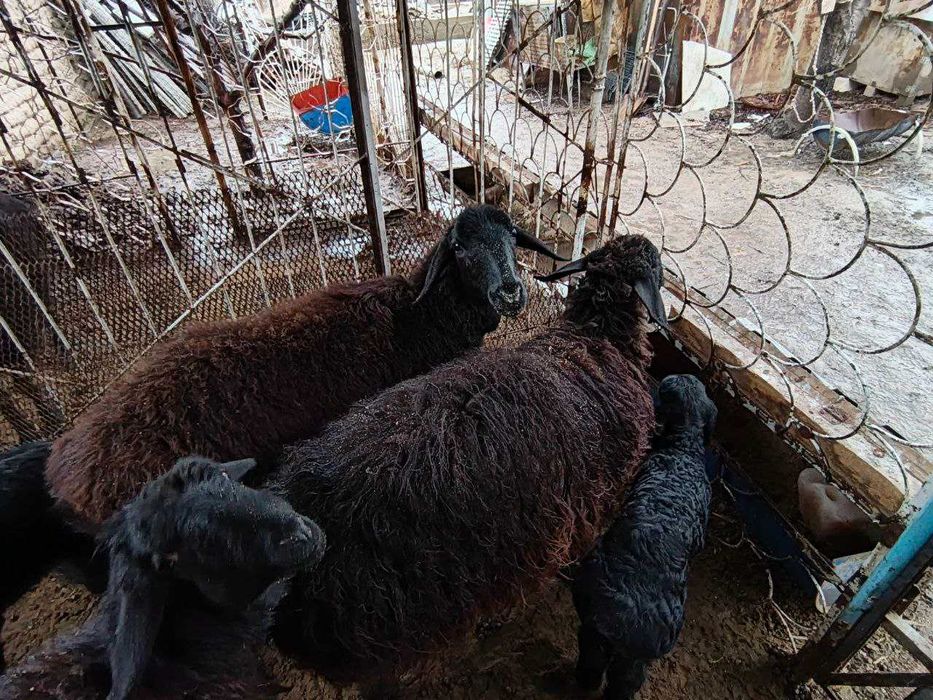 Продаются домашние бараны.