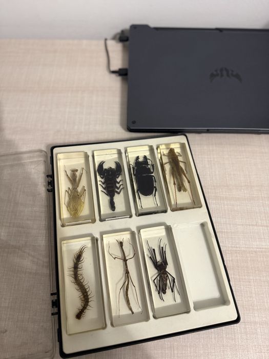 Insectar/ insecte impaiate