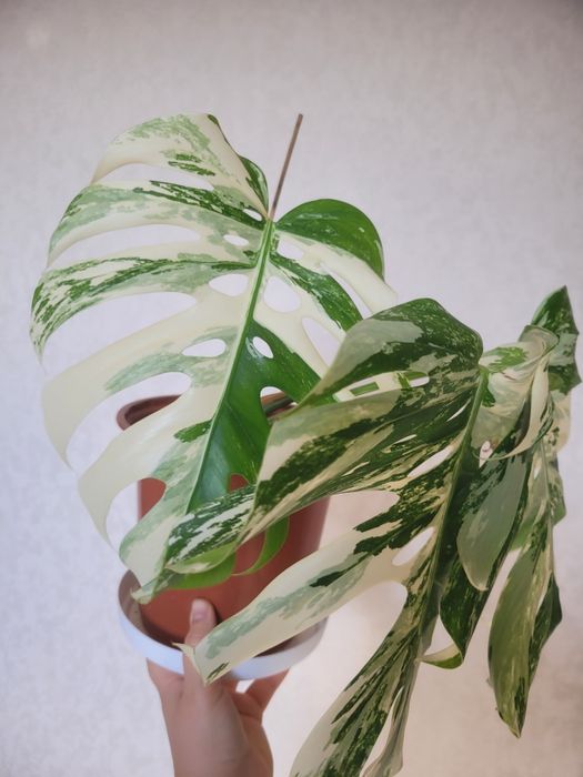 Монстера альба вариегантная