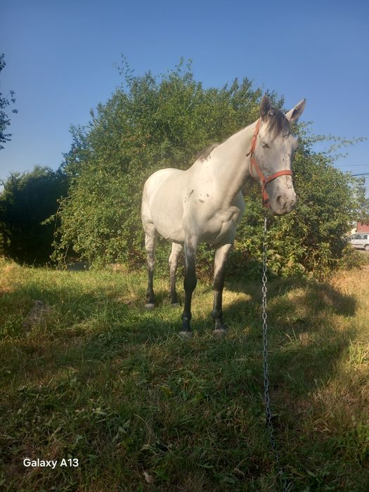 Vând iapa de 6 ani