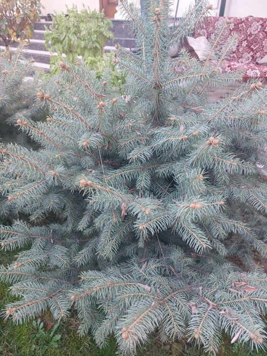 Продаётся ёлка садовая