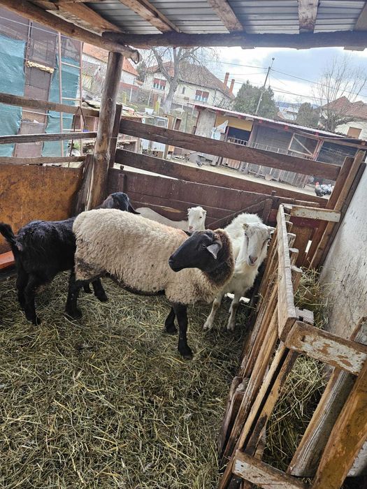 Vand 11oi sulf 3 cu miei