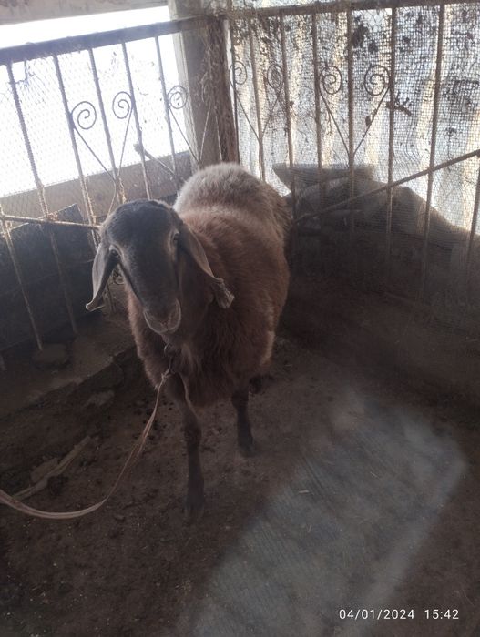 Arashan 8 oylik sotiladi