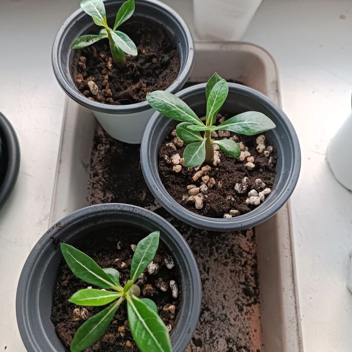 Комнатный цветок