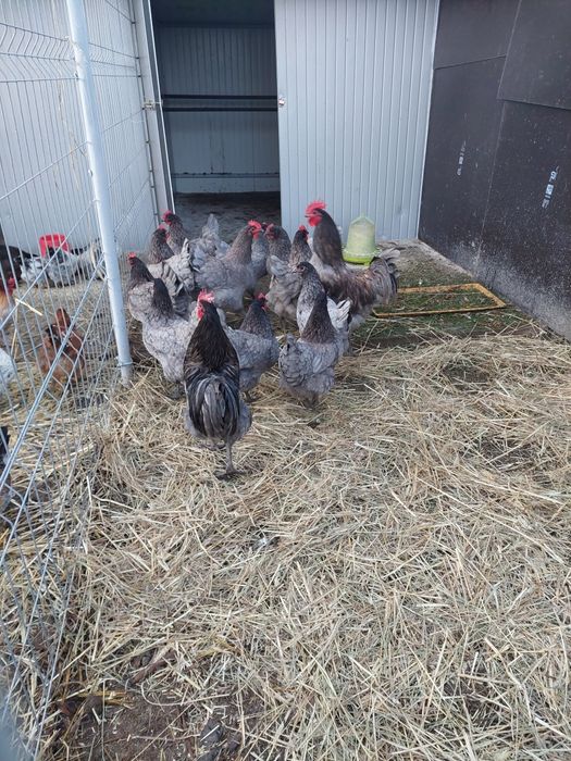 Marans,Vorwerk, Australorp..