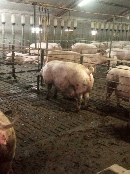 Fermă de reproducție porci