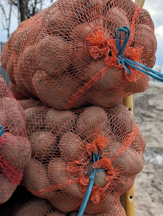 Cartofi albi si rosii Premium- direct de la producator - Bucovina