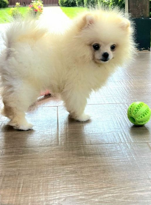 Продавам Померан