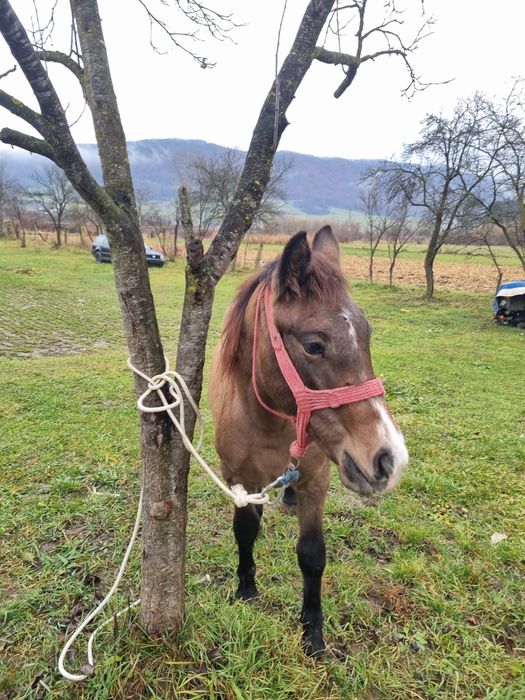 Vânz Mânză 8luni foarte cuminte si prietenoasa
