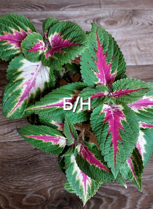 КОЛЕУСЫ. Листай карусель