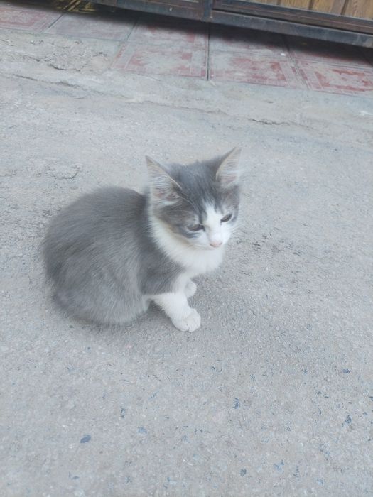 Отдам котят в хорошие руки