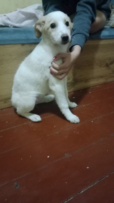 Любознательная собака