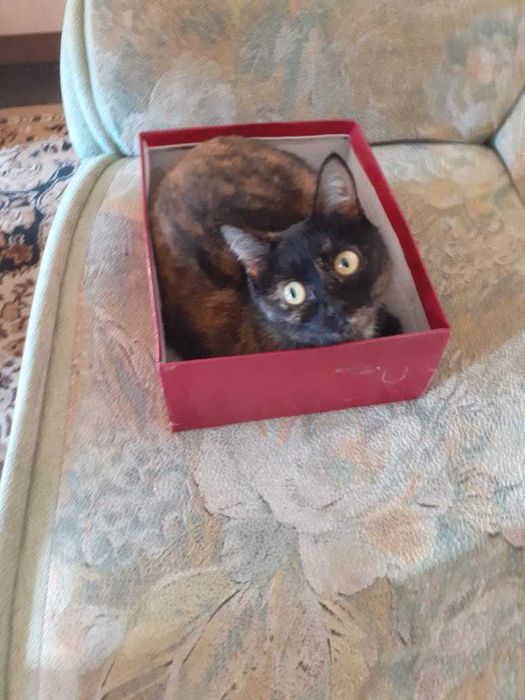 Кошки, помогите раздать кошек