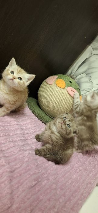 Шотландские скоттиш котята