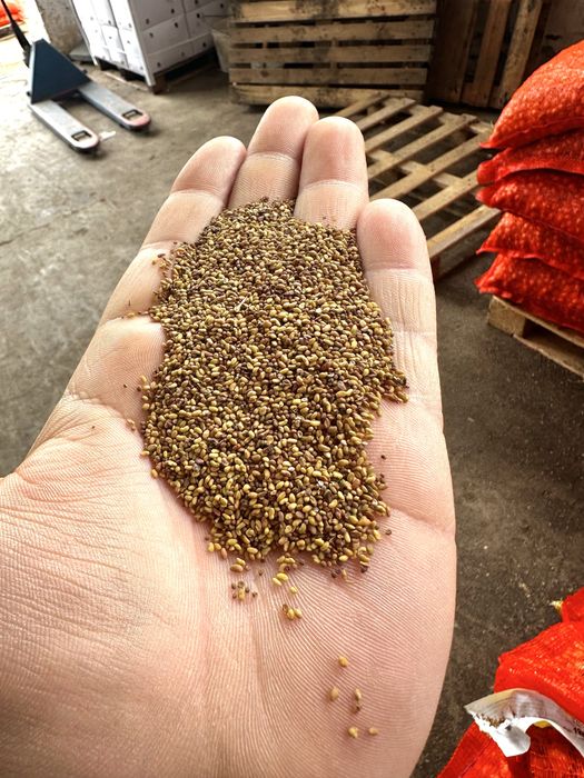 Seminte de lucerna soi dobrogea