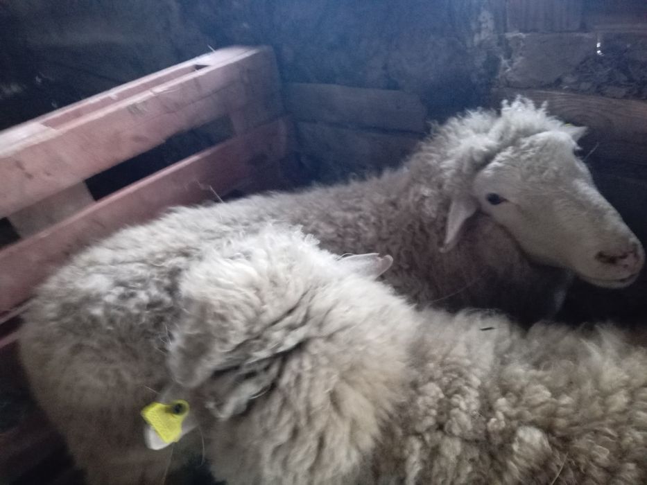 Қошқар 2 миронос