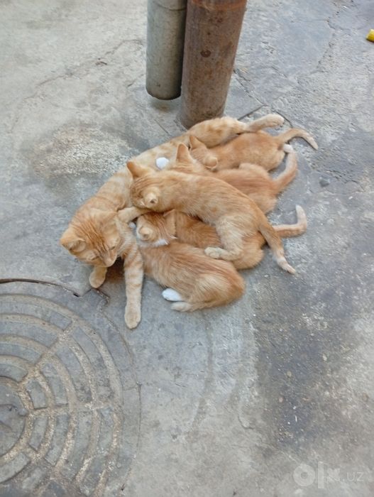 Отдам даром котят