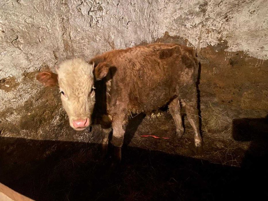 Бык 1 Год. Ест хорошо