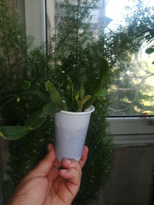 Продаю суккуленты